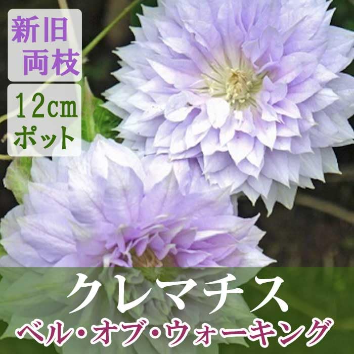 Amazon.co.jp: クレマチス ベル オブ ウォーキング 12cm苗 シルバー