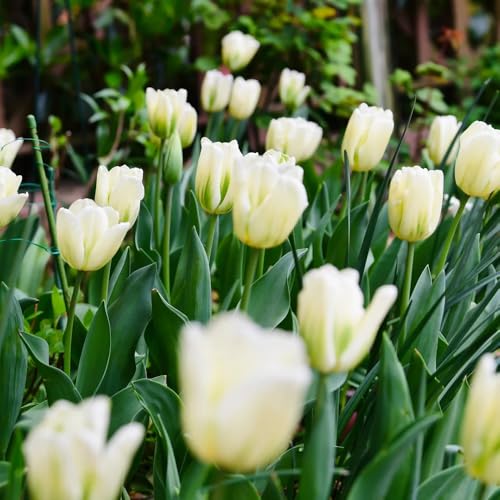3 pz Acquista bulbi di tulipano, bulbi di tulipano decorazione di piante bulbi di fiori primaverili bulbi di tulipani selvatici piante in vaso resistenti all'esterno piante da esterno