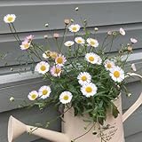 500 piezas Semillas de margarita española, Plantas exóticas resistentes, regalo para los amantes del jardín.,Erigeron karvinskianus, plantas en macetas, semillas de jardín semillas
