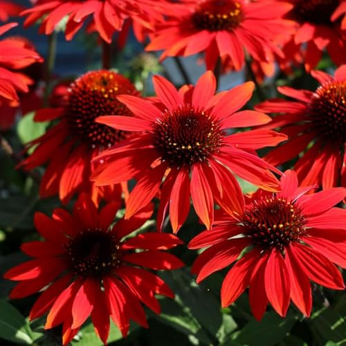 200+ Red Coneflower Seeds Non-GMO Open Pollinated Echinacea Purpurea Perennial Medicinal Flower Seed for Garden Herbal Tea and Pollinators High Germination Rate