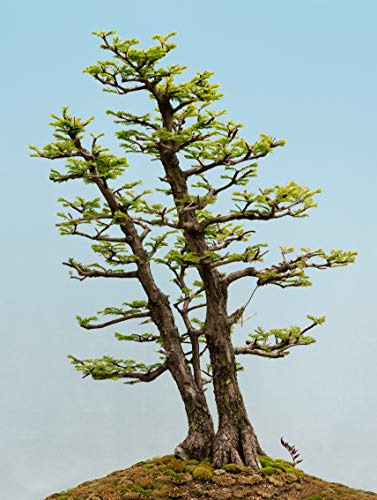 Traditional Bonsai Seed Growing Kit - Japanese Wisteria, Japanese Black Pine, Dawn Redwood (Level 1) #TOP6