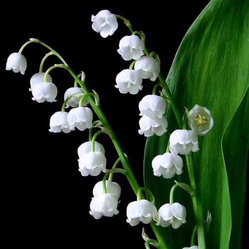 Lily of the valley, Convallaria, woodland must have plant (9cm)