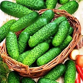 SeedsUA: Seeds Pickling Cucumber Open-Pollinated Non GMO Heiroom Vegetable for Planting