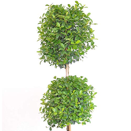 United Nursery Eugenia Myrtifolia 2-Ball Topiary – Sculpted Evergreen Plant in 10” Grower Pot – 36-42 Inches Tall – Formal Accent for Home, Patio, or Office – Indoor/Outdoor