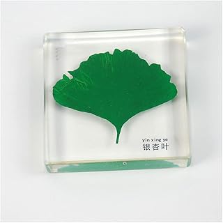 ZMX Ginkgo Leaf Specimen - Resin Embedding Plant Leaf Specimens Model - Solid Transparent Artificial Amber for Long-Term Preservation - for Teaching
