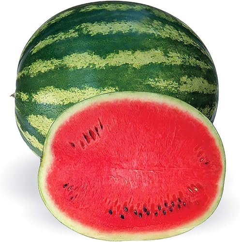 Crimson Sweet Heirloom Watermelon Seed - Not Ripe Fruit but Seeds to Produce that Fruit!