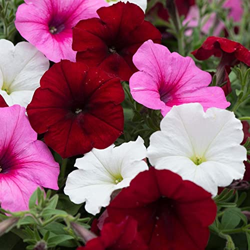 Image of Petunia Easy Wave Sweetheart Mixed Trail & Hanging Basket Flowers 24 x Garden Ready Plants Garden Ready Plants - Romantic Reds Pinks Whites for Summer Displays Thompson & Morgan