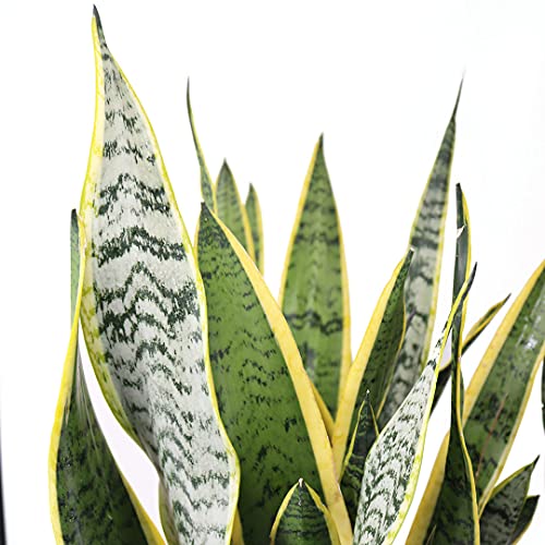 American Plant Exchange Live Snake Plant Laurentii And Zeylanica Air Purifying Indoor Houseplants, Two 10" Pots, Yellow And Green (Pack Of 2) #TOP1