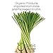 Organic Way Dried Lemongrass Fine Cut & Sifted | Herbal Tea (Cymbopogon citratus) - Organic & Kosher Certified | Raw, Vegan, Non GMO & Gluten Free | USDA Certified | Origin - India (1LBS / 16Oz)