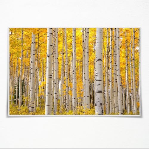 7 Trees For Fall In Colorado Aspen Trees In Colorado On A Beautiful Autumn Day Poster Canvas Art HD Picture Print for Modern Living Room Family Bedroom Wall Art Home Decor Unframed12x8inch
