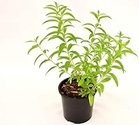 Vase à la citronnelle, 14 cm Type de produit : graines de plantes Marque : MondoPiante Couleur : vert clair