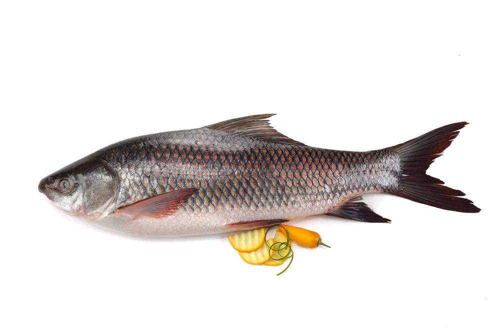 From Kalbose To Haludaria Why A Fish Renamed After An 55 OFF from-kalbose-to-haludaria-why-a-fish-renamed-after-an-55-off