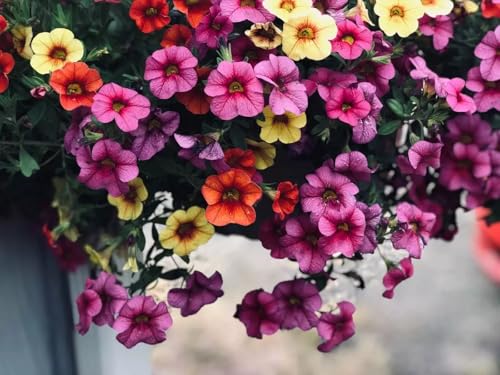 1000 Seeds/Ultimate Petunia Seed Collection (Vibrant and Trailing Varieties for Stunning Hanging Baskets, Garden Beds, and Pots) (Balcony Mixed)