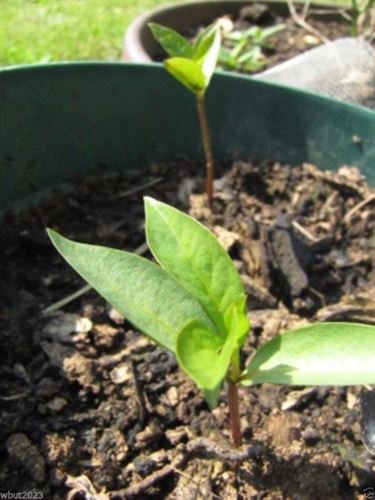Japanese Persimmon,(25 Seed ) Asian Persimmons(Diospyros kaki-Fuyu) Tree Shrub - Thumbnail 3