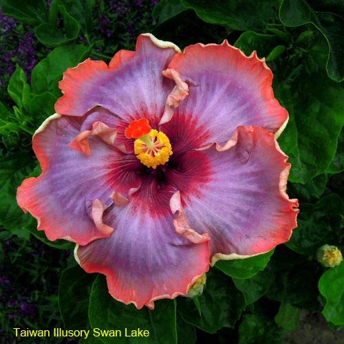 ROYAL LAND Rare Chemparathi Plant Exotic Hibiscus 'Swan Lake' 1 Healthy Live Plant