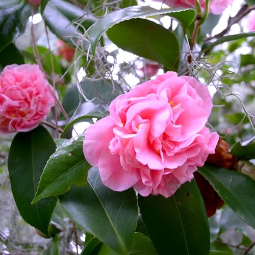 Image of Double Petal Pink Camellia Flower Live Plants (Without Pot)| Most Beautiful Live Plant| Ideal for Home Gardening Outdoor and Indoor Planting | Natural and Organic