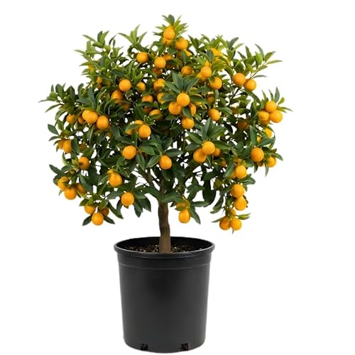 Meiwa Sweet Kumquat Tree Live Plant | 3 Ft Tall | Fresh Round Sweet Fruit with Edible Peel, Fragrant Blooms | Ideal for Home Gardens and Patios