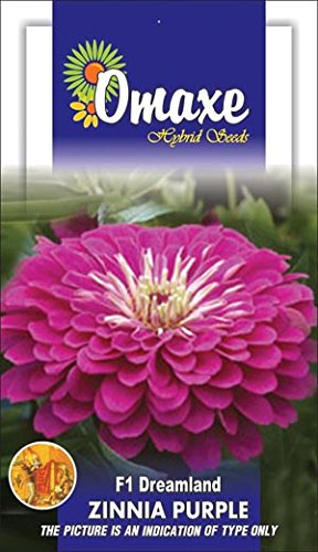 Omaxe Zinnia F1 Tall Purple - 2 pkts Each Contains 50 Seeds (B00LC0KOA8) Amazon Price History, Amazon Price Tracker