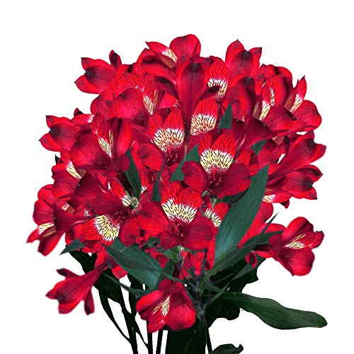 Globalrose Red Alstroemerias- 120 Blooms Of Peruvian Lilies- 30 Fresh Flower Stems For Delivery #TOP9