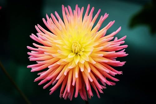 Más de 50 semillas de cactus y dalia de colores mixtos, fabricadas en Estados Unidos, se envía desde Iowa.