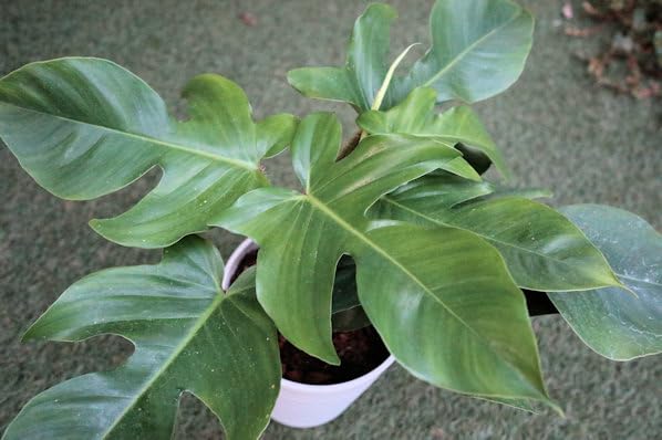 フィロデンドロン3種類セット　ゴールデンクロコダイル、ナロー、スクアミフェルム フィロデンドロン：スクアミフェルム 4号硬質ポット の通販