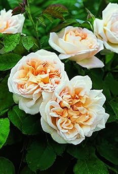 David Austin's English Roses