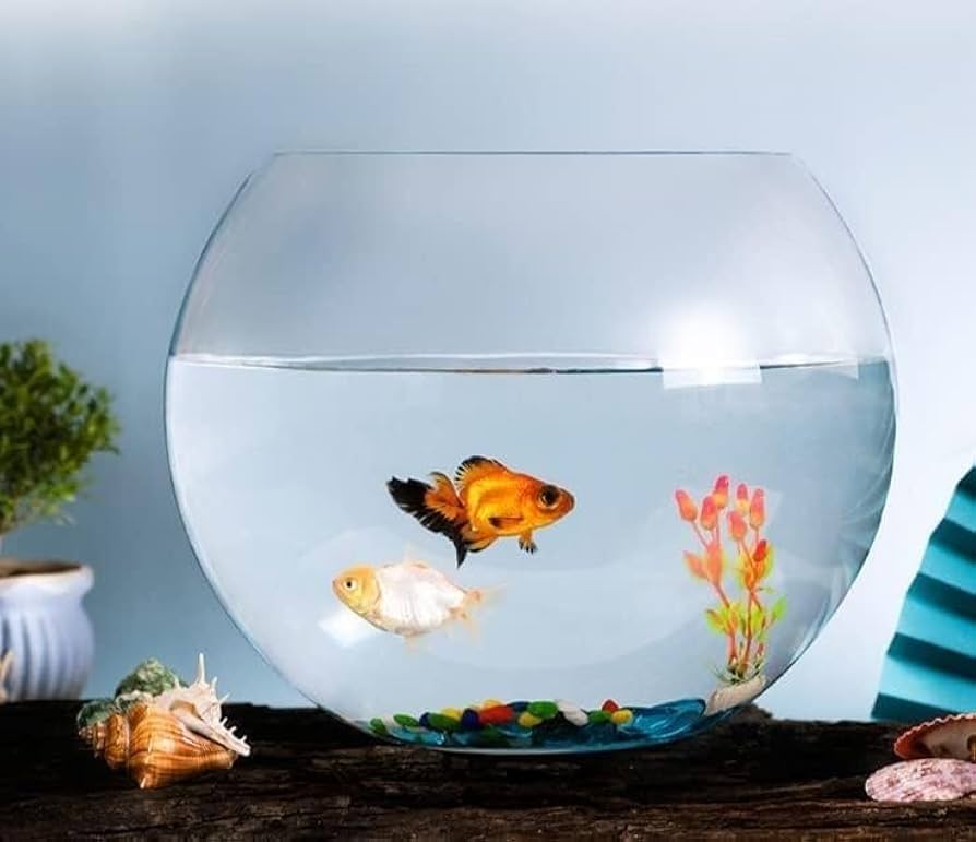 ガラス水槽 中型 透明 51sTK-3TRWL.jpg_BO30,255,255,