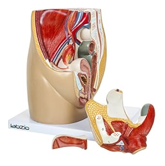LABZIO PVC Anatomical Model of Female Pelvis, Dissectible Into 3 Parts, Open Through Sa-git-tal Section, with Detailed Study Guide (Red)