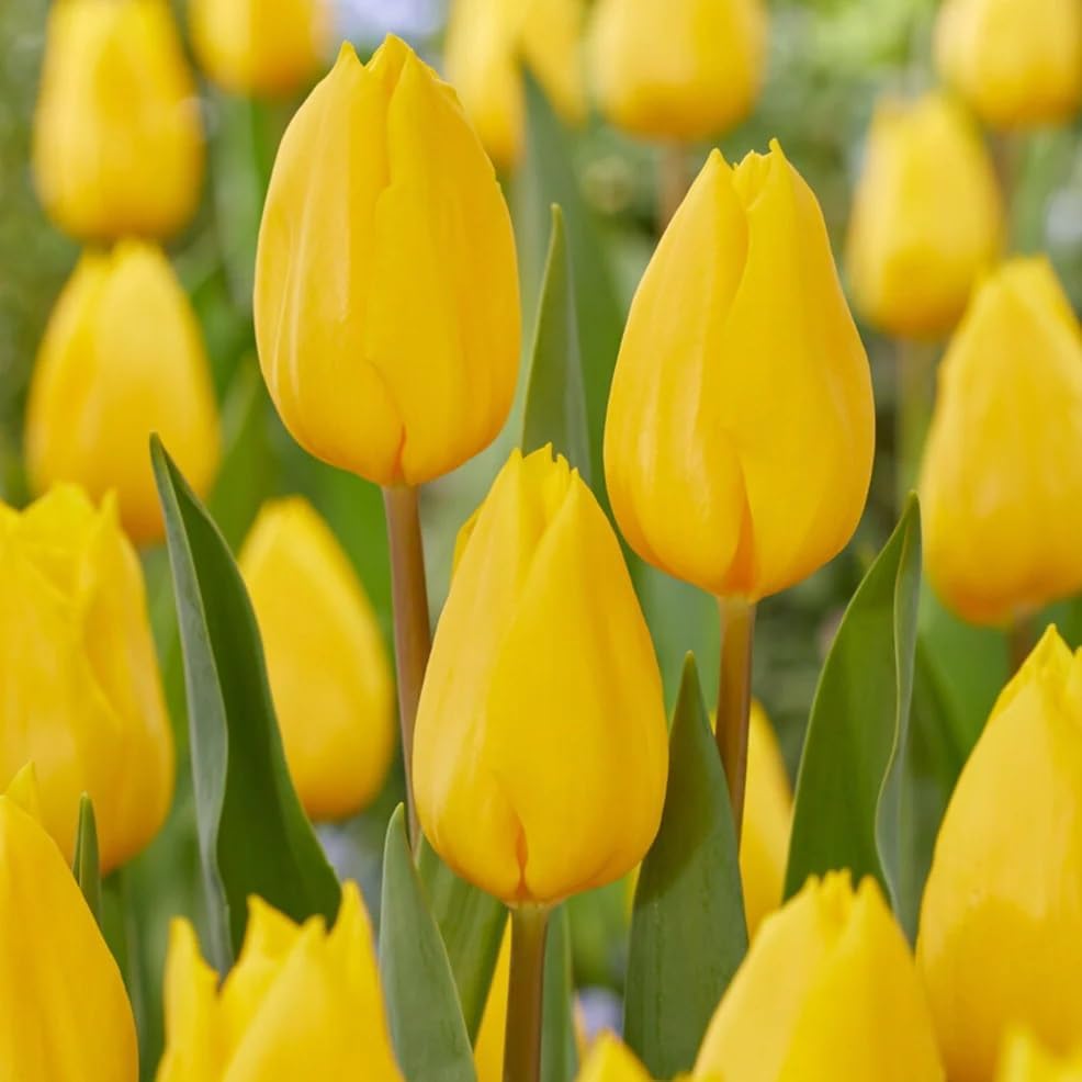 Votaniki Bulbos de tulipán dorados fuertes, flores amarillas perennes y grandes en forma de copa Tulipa Triumph 'Strong Gold' Tulip - Fácil de Votaniki Bulbos de tulipán dorados fuertes, flores amarillas perennes y grandes en forma de copa Tulipa Triumph 'Strong Gold' Tulip - Fácil de
