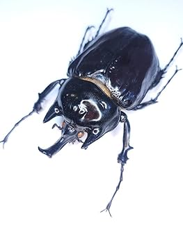 Amazon.co.jp: WILD ヤヌスゾウカブト コロンビア産 (ラミレス