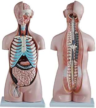 精密　人体模型　折り畳み式　45cm　人体の見える化　解剖学の勉強にも♪ Amazon.co.jp: 精密 人体模型 折り畳み式 45cm 人体の見える化