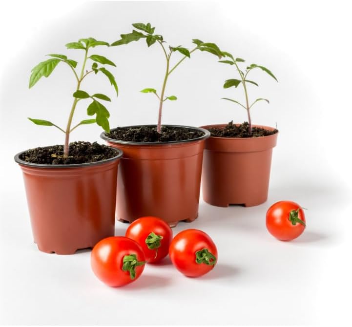 Just Add Water Tomato Plant Starter Kit. Complete Kit Includes Pot