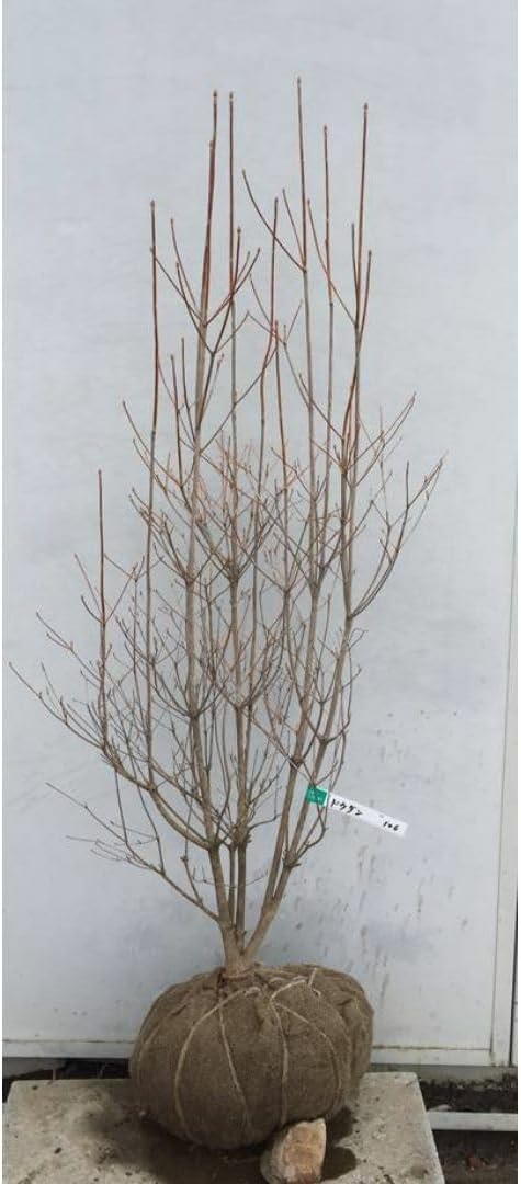 山採り・極上天然株】ドウダンツツジ・自然樹形/大株【現品】管理22801