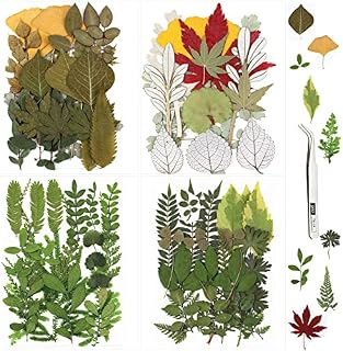SPOKKI 75PCS Real Dried Leaves for Resin, Assorted Natural Dried Pressed Leaves with Tweezers for Candles Jewellery Scrapbooking Resin Crafts Nails Art (Leaves Set)