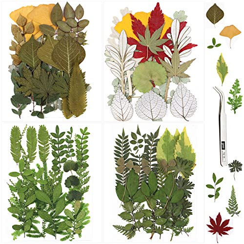 SPOKKI 75PCS Real Dried Leaves for Resin, Assorted Natural Dried Pressed Leaves with Tweezers for Candles Jewellery Scrapbooking Resin Crafts Nails Art (Leave Set)