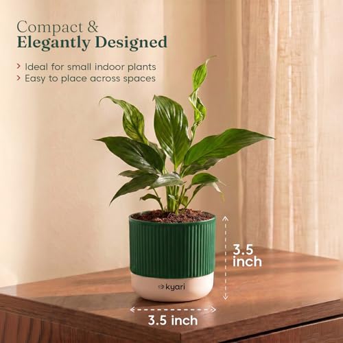 Image of Kyari Peace Lily Live Plant with Green Self Watering Pot 4 Inch - Peace Lily Indoor Live Plant with Pot for Home, Living Room, Bedroom, Office - Flowering Air Purifying Indoor Plant