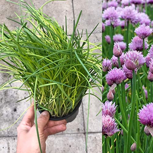 Carbeth Plants 1 x Large Chive Plant in a 13cm Pot