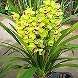 1 Beutel Cymbidium Samen hohe Überlebensrate Wachstum schnell kleiner Garten Bonsai Orchidee Blumensamen für Zuhause Grün Cymbidium Samen für Frauen, Männer, Kinder, Anfänger, Gärtner Geschenk