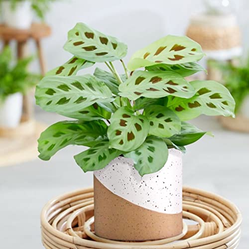 Jofamy Ceramic Pots For Indoor Plants, 2 Set Flower Pots 5.4/4.3 Inch With Drainage, Double Color Glazed Speckled White & Terracotta Bottom Ceramic Planter Idea For Plant Lovers #TOP1
