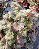 L'Heuchera micrantha 'Emerald Queen' est une plante vivace (30cm x 40cm) au feuillage décoratif toute l'année. Le feuillage persistant de cette Heuchère évolue au fil des saisons, avec de très belle nuance de vert marbré de pourpre, sublimé par un joli