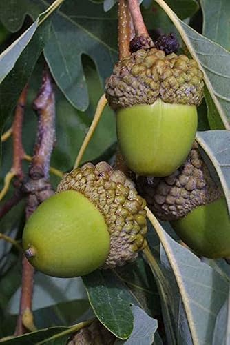 White Oak Tree Seeds, Quercus Alba In White Oak Family, T82 Oak Acorns From North Georgia (20) #TOP1