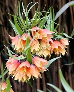 Zznchh Fritillaria Meleagris Zwiebeln - 2er Set