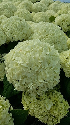 Hydrangea arb. 'Annabelle' (Smooth Hydrangea) Shrub, white mophead flowers, #3 - Size Container