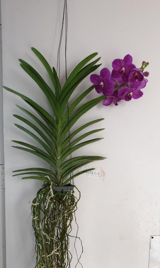 Ground orchid live plant,live plant of Ground orchid,Orchid plant (Pack of 1) (B0CQ2BVR6K) Amazon Price History, Amazon Price Tracker