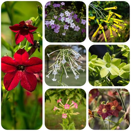 semillas de tabaco para cultivo - decoración oficina flor prado semillas de tabaco Semillas de plantas perennes resistentes para cubrir el suelo en macetas de bonsái semillas de flores 400pcs