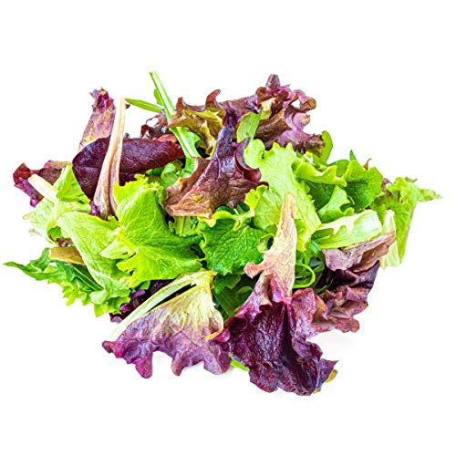 Lettuce Plants, 'Mixed Selection', 12 x Full Plant Pack, Garden Plants, Salads, Lettuces, Mixed Lettuce, Garden Ready and Ready to Plant, Premium Quality Salads