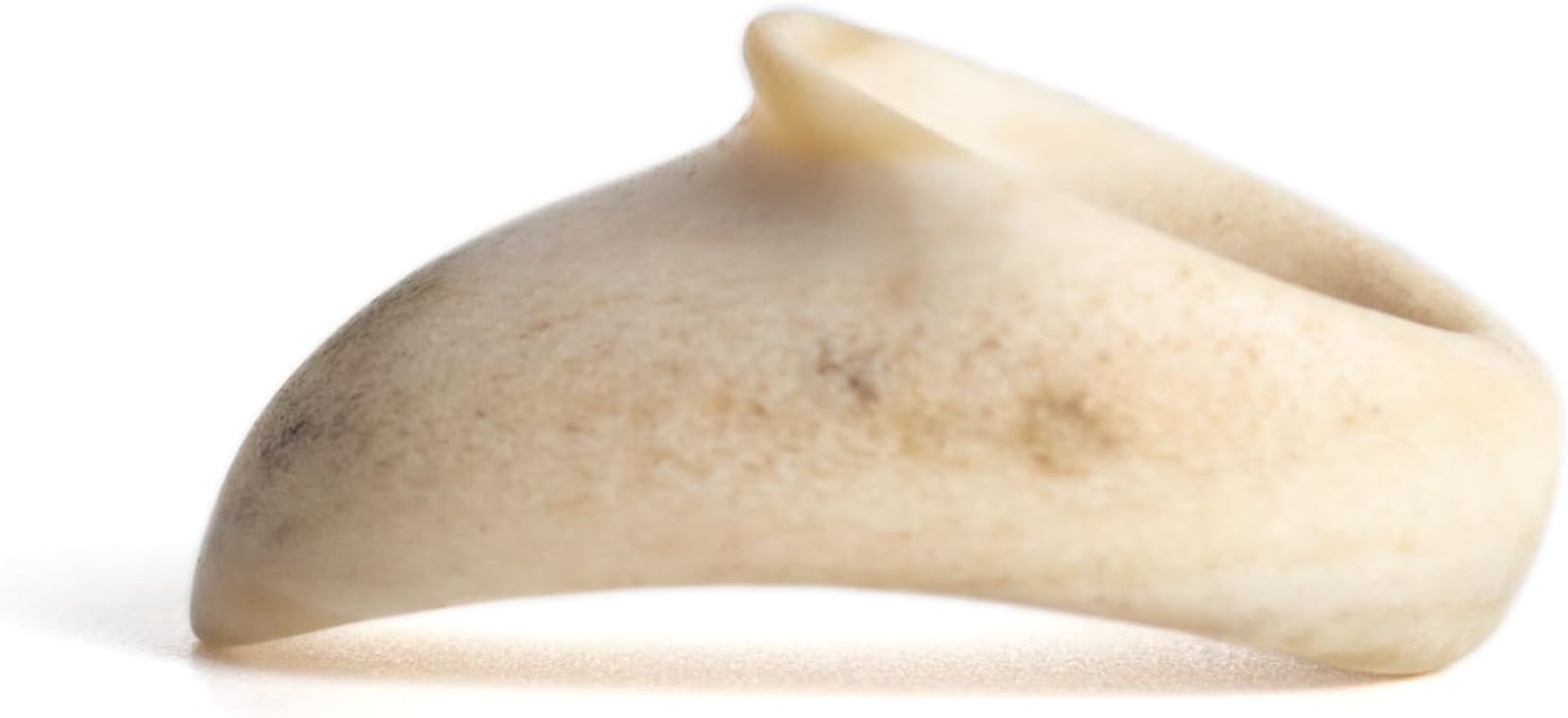 Vermil Archery Thumb Ring - Classic Moose Antler - Protective Gear for Thumb Draw in Traditional Archery