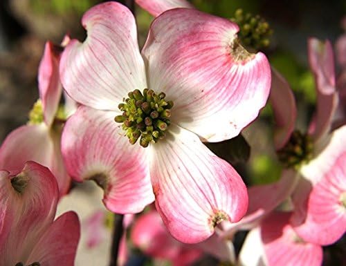 Amazon ハナミズキ 苗木 ハナミズキピンク 根巻き大苗 1 5m 庭木 落葉樹 シンボルツリー 西濃運輸お届け 北海道 沖縄 離島不可 植木