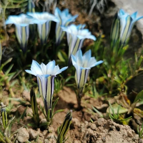 semi di genziana, giardino di interno semi genziana balcone giardino selvatici da balcone roccioso resistenti 55pcs