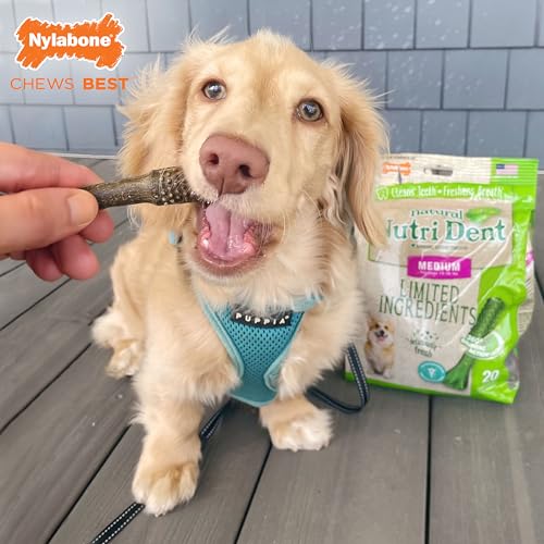Image of Nylabone Nutri Dent Dog Dental Chews - Natural Dog Teeth Cleaning & Breath Freshener - Dental Treats for Dogs - Fresh Breath Flavor, Medium (20 Count)